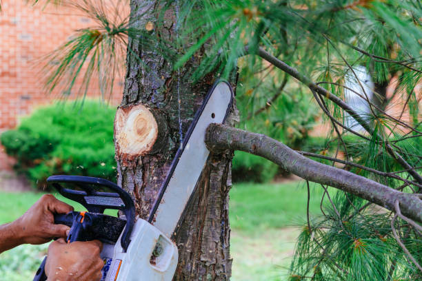 Best Hedge Trimming  in New Hope, AL